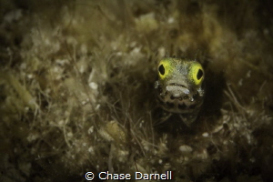 Secretary Blenny, Grand Cayman by Chase Darnell 